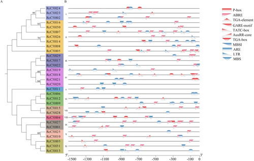 Figure 4. Cis-regulatory elements analysis of RcC3Hs. (A) The evolutionary tree of RcC3Hs’ members. (B) The cis-elements analysis of the promoter regions of RcC3Hs members. Red ones are the hormone-related elements, while the blue ones are connected with stress.