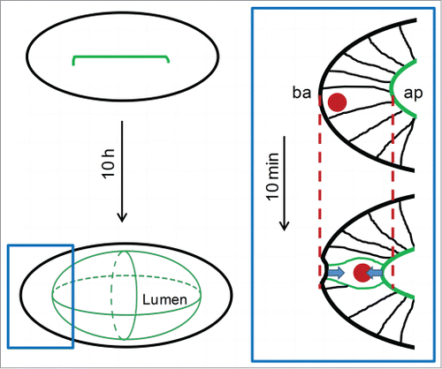 Figure 1. Before the lumen forms, apical actomyosin accumulates in the midline along the long axis of the otic primordium. After expansion, the lumen approaches a bi-axial ellipsoidal shape. The rectangle highlights a region of the vesicle shown in the right scheme. In this square, an elongated cell in interphase changes its shape, decreasing the apicobasal length in order to round. This event pulls the epithelial surfaces (arrows) contracting the tissue. The dashed lines highlight the premitotic position of the apical (ap) and basal (ba) surfaces.