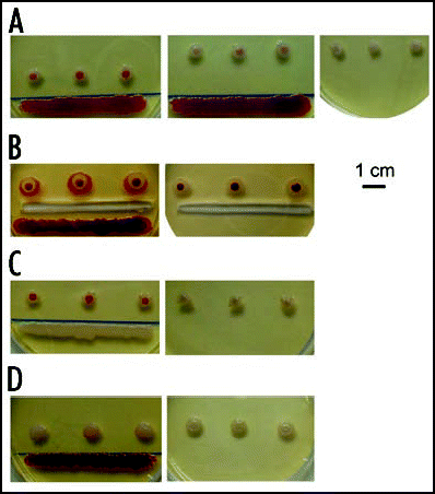 Figure 10 Effect of a neighboring macula on the development of colonies. (A) F colonies planted 1 and 2 cm, respectively, from an F macula; control (colonies only) to the right; (B) macula accelerates color development across a trench in agar; (C) a W macula accelerates ripening of F colonies; (D) W colonies adjacent to an F macula develop a faint coloring. All preparations are approx. 4 days old; snapshots were taken at the time of maximum difference between control and colonies close to a macula. After prolonged incubation all F colonies developed the standard pattern while W colonies did not acquire any additional structures.