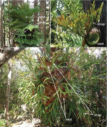 Figure 1. Growth form diversity in Platycerium ferns. (a) P. superbum displaying Type I morphology: fan-shaped nest fronds that collect rainwater and pendulant strap fronds that reduce biomechanical demands on root systems (photo credit: Tatiana Gerus). (b) P. ridleyi displaying Type II morphology: clasping nest fronds that promote structural support and water storage, and erect strap fronds that collect rainwater (photo credit: Ganges Lim). (c) P. bifurcatum, a colonial species that exhibits components of both growth forms (photo credit: Ian Hutton). Individuals at the top of colonies produce fan-shaped nest fronds and erect strap fronds, both of which appear adapted to collect rainwater. Individuals at the bottom produce both clasping nest fronds and pendulant strap fronds, which appear to promote structural support. Therefore, colonial living appears to promote several unique combinations of frond forms that are not observed in solitary species