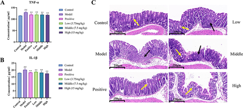 Figure 9 The Results of MEO inhibition of serum inflammatory factor levels and effects on colonic histopathology in colitis mice. (A) Serum TNF-α levels of each mice group. (B) Serum IL-1β levels of each mice group. (C) Effect of MEO on DSS-induced histopathological changes in the colon. The yellow arrows show goblet cells in the normal colon, and the black arrow indicates inflammatory infiltration.