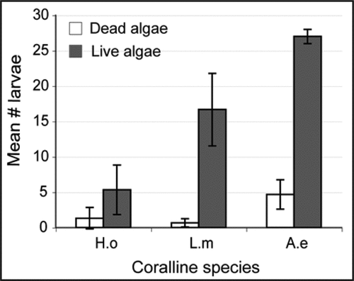Figure 2 Results of a settlement assay comparing the effectiveness of dead and live coralline algae as inducers of Haliotis asinina metamorphosis. 2-way ANOVA (p-value < 0.05) indicates that live coralline algae induced significantly higher numbers of larval settlement than dead coralline algae by 12 hpi, suggesting that H. asinina induction is mediated by chemical, not physical cues. Numbers of larvae settled on live and dead algae of the encrusting Hydrolithon onkodes (H.o), the branching Lithophyllum moluccense (L.m) and the articulated Amphiroa ephedraea (A.e) were counted at 12 hpi.