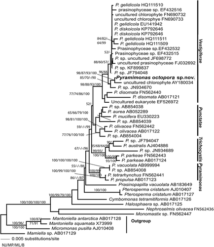 Fig. 46. Phylogenetic analysis of Pyramimonas spp based on sequences of SSU rDNA. Bootstrap values supporting the branches are given at each node as estimated by different methods (Neighbour Joining NJ/Maximum Parsimony MP/Maximum Likelihood ML).