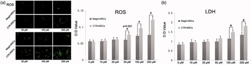 Figure 6. ROS and LDH assays of MSCs. (a) The significant difference in ROS levels of MagA-MSCs compared to the control cells if the extracellular iron supplement was >50 μM. (b) The significant difference of LDH in the supernatant of MagA-MSCs compared to that of the control cells was noted if the extracellular iron supplement was >100 μM. The x axis is the concentration of extracellular iron supplement. Date are the mean ± SEM (*p < .05, #p < .01, n = 5).