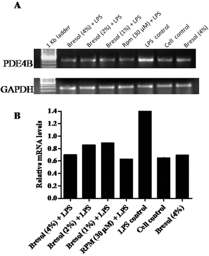 Figure 2.  Effect of bresol on phosphodiesterase 4B (PDE4B) gene expression in U937 cells. (A) Cells were treated with 0.1 µg LPS/ml alone, bresol (4%) alone, 0.1 µg LPS/ml + bresol (at indicated concentrations), rolipram (30 µM) + 0.1 µg LPS/ml, or vehicle only for 24 h. RNA was then isolated from the cultures and RT-PCR carried out using oligo-dT primers and PDE4B-specific primers as described in the Methods. The image shown is a representative from among three replicates. Expression of the housekeeping GAPDH gene is included here to demonstrate loading equality. (B) Densitometric analysis of gene transcripts. The relative level of PDE4B gene expression is normalized to GAPDH. Values shown depict arbitrary units.
