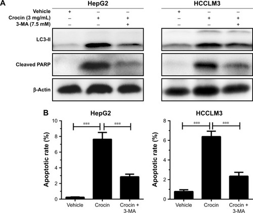 Figure 5 Analyzing the roles of autophagy in apoptosis in HepG2 and HCCLM3 cells treated with crocin.