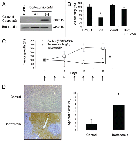 Figure 1 The proteasome inhibitor bortezomib induces apoptosis of HLRCC cells in vitro and in vivo. (A) The apoptosis marker cleaved caspase 3 was visualized by western blot. (B) Cell viability of UOK262 treated with the pan-caspase inhibitor Z-VAD (10 uM) 1 h prior to bortezomib (5 nM, 16 h). (C) Scid/beige mice were treated with bortezomib (1 mg/kg, twice weekly) for 3 weeks. Tumor volumes were measured with a caliper prior to each treatment. Arrows show when the mice were treated. (D) TdT staining was performed on five-micron slides from formalin-fixed, paraffin embedded HLRCC xenograft samples. Z-VAD: Z-VAD-FMK; * and #p < 0.05.