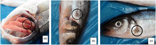 Figure 2. European sea bass examples with lower OWI values. (a) OWI of 0.88 (IWS for parasite presence = 0 due to the visible copepod parasites in the gills); (b) OWI of 0.93 (IWS for skin condition = 0.10 due to scale loss; (c) OWI of 0.88 (IWS for fin condition = 0 due to loss of pectoral fin).