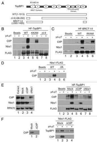 Figure 3 The BRCT I–II region of TopBP1 is necessary and sufficient for association with CtIP. (A) TopBP1 domain architecture. Roman numerals denote BRCT domains of TopBP1. Full-length HF-TopBP1 (WT) and versions of TopBP1 lacking residues 96–282 (ΔI–II) or 360–1485 (BRCT I–II) were produced in Sf9 cells. Location of residues mutated in KKAM mutants is specified in schematic. (B) Anti-FLAG antibody beads containing no recombinant protein (lanes 1 and 2) or the indicated versions of HF-TopBP1 (lanes 3–8) were incubated in egg extracts in the absence or presence of pA-pT. Beads were retrieved and immunoblotted with anti-CtIP, anti-Nbs1 and anti-FLAG antibodies. (C) Anti-FLAG antibody beads containing no recombinant protein (lanes 1 and 2) or wild-type (lanes 3 and 4) and KKAM (lanes 5 and 6) versions of HF-TopBP1-BRCT I–II were incubated in egg extracts in the absence or presence of pA-pT. Beads were retrieved and immunoblotted with anti-CtIP, anti-Nbs1 and anti-FLAG antibodies. (D) Anti-FLAG antibody beads containing no recombinant protein (lanes 1 and 2) or wild-type (lanes 3 and 4) and 2A (lanes 5 and 6) versions of Nbs1-FLAG were incubated in egg extracts in the absence or presence of pA-pT. Beads were retrieved and immunoblotted with anti-CtIP antibodies. (E) Left Part: Representative samples of extracts that were left undepleted (lane 1), mock-depleted with control IgG antibodies (lane 2), depleted with anti-CtIP antibodies (lane 3) or depleted with anti-Nbs1 antibodies (lane 4). Extracts were immunoblotted with anti-CtIP, anti-Nbs1 and anti-RPA70 antibodies. Right Part: Anti-FLAG antibody beads containing no recombinant protein (lanes 1 and 2) or wild-type HF-TopBP1 (lanes 3–8) were incubated in the absence or presence of pA-pT in egg extracts that were either mock-depleted with control IgG antibodies (lanes 3 and 4), depleted with anti-CtIP antibodies (lanes 5 and 6) or depleted with anti-Nbs1 antibodies (lanes 7 and 8). Beads were retrieved and immunoblotted with anti-CtIP, anti-Nbs1 and anti-FLAG antibodies. In the CtIP immunoblot, the band in lanes 3, 5 and 7 represents a cross-reacting band, not CtIP signal, as it is present even in CtIP-depleted extracts. (F) Left Part: Representative samples of extracts that were mock-depleted with control IgG antibodies (lane 1) or depleted with anti-CtIP antibodies (lane 2). Extracts were immunoblotted with anti-CtIP antibodies. Right Part: Anti-FLAG antibody beads containing Nbs1-FLAG were incubated in the absence or presence of pA-pT in egg extracts that were either mock-depleted with control IgG antibodies (lanes 1 and 2) or depleted with anti-CtIP antibodies (lanes 3 and 4). Beads were retrieved and immunoblotted with anti-TopBP1 and anti-CtIP antibodies.