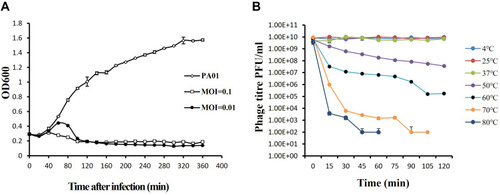 Figure 2 (A) Infection assay of phage vB_PaeP_PA01EW against P. aeruginosa in vitro. Each data point is a mean of three experiments. (B) Stability of phage vB_PaeP_PA01EW under different temperatures. Each assay was performed as three repetitions and the values represented are the means.