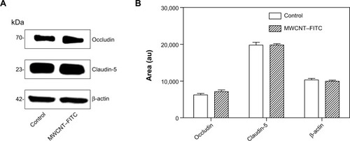 Figure 3 Western blot analysis of tight junction-related proteins expressed in cEND cells was performed using antibodies against occludin, claudin-5, and β-actin (internal/loading control).Notes: Expression profiles of tight junction-related proteins (occludin and claudin-5) in untreated (control) and MWCNT–FITC-treated cEND cells (A). Immunoblots analyzed and proteins quantified with the ImageJ software (B). The area is measured in arbitrary units, abbreviated as au. Data represent means ± SD of three independent experiments.Abbreviations: MWCNT–FITC, multiwalled carbon nanotube functionalized with fluorescein isothiocyanate; cEND, cerebral endothelial; SD, standard deviation.