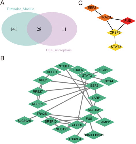 Figure 5. PPI network and Hub Gene Screening. (A) Venn diagram showing the overlap of genes between DEGs in GSE12021 and necroptosis-related genes. (B) the hub genes were extracted from the PPi network through Cytoscape software, average node degree 3.3, enrichment p-value 3.88e-06, clustering coefficient 0.369, density 0.167, centralisation 0.258. (C) the hub gene of top 5 in the network through Degree algorithms of cytoHubba. PPi: protein-protein interaction networks; DEGs: differentially expressed genes.