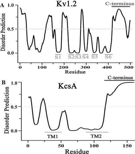 Figure 3.  Intrinsically disordered C-terminus of KcsA and Kv1.2 channels. (A) VSL2 prediction score (disorder probability) on the Kv1.2 channel. The six grey bars labeled S1 to S6 correspond to the six transmembrane segments of the channel. (B) VSL2 prediction score on the KcsA channel. The two grey bars labeled TM1 and TM2 correspond to the two transmembrane segments of the channel. The C-terminus is marked as the black bar. Residues with prediction values above 0.5 are interpreted as predicted disordered.