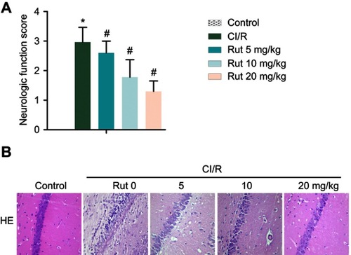 Figure 1 Rut relieves neurological damage in a MCAO rat model. The rats were grouped into five groups (ten in each group): control group, the rats were received similar surgical treatment but no screws were inserted; CI/R model; CI/R+Rut (5 mg/kg), the CI/R rats were treated with 5 mg/kg for 4 weeks; CI/R+Rut (10 mg/kg), the CI/R rats were treated with 10 mg/kg for 4 weeks; CI/R+Rut (20 mg/kg), the CI/R rats were treated with 20 mg/kg for 4 weeks. (A) Neurologic function score. (B) Neuronal injury was detected by HE staining. (*p<0.05 vs control group; #p<0.05 vs CI/R group).