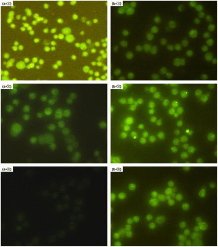 Figure 5. Microphotographs of the released FITC-BSA from mPEG-PLA NPs and NFs uptake by mouse peritoneal macrophages in terms of the fluorescence microscopic images. All the samples were collected from the release mediums at the indicated time intervals post-release (①24, ②48 and ③72 h) and exposured with the MPM for 30 min. The phagocytized cells were observed using the fluorescence microscope. (a) Cells incubated with mPEG-PLA NPs and (b) cells incubated with mPEG-PLA NFs.