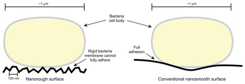 Figure 3 Illustration comparing bacteria surface interactions with nanorough surfaces and conventional nanosmooth surfaces. Due to the high degree of roughness on nanomaterials, rigid bacteria cell membranes cannot lay flush against the material surface. This may inhibit the preliminary steps which lead to bacteria adhesion. As a result, bacteria activity on a nanomaterial surface may be reduced.