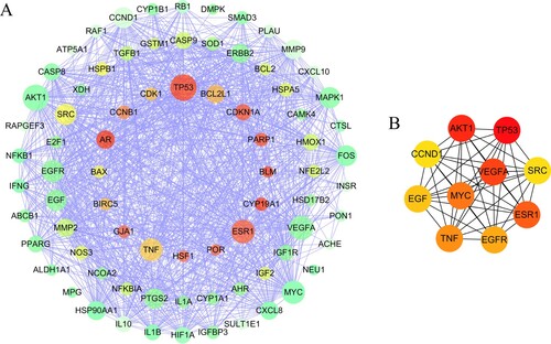 Figure 2. (a) PPI network of the potential therapeutic targets of quercetin against SI. The area of nodes indicates the degree of the target in the network. The warmer of the target color, the higher of the degree; (b) PPI network of the therapeutic hub targets of quercetin against SI. The more reddish of the target, the higher of the degree. The network networks were constructed by Cytoscape 3.7.1.