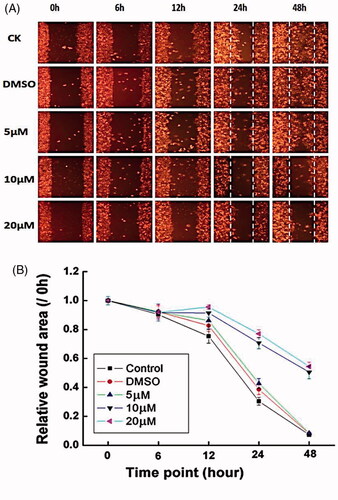 Figure 7. Treatment with Co-SLD affected the migratory potency of cells using scratch wound healing at varying time points. (A) Representative micrographs. (B) Statistical analysis for wound areas is expressed as the mean ± SEM (n = 3).