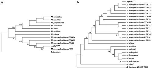 Figure 1. Phylogenetic trees constructed with kimura 2-parameter distance and Neighbour-Joining method. A. Tree constructed with ITS sequences, B. Tree constructed with concatenated sequences ofEF-1α and β-tubulin.bootstrap values higher than 50 are shown above of each branch