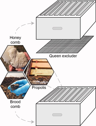 Figure 1. Experimental colony design. Two eight-frame deep boxes separated by a queen excluder, to restrict the queen, brood and brood comb to the lower box and allow construction of comb for honey storage in the upper box. Propolis was collected from hive crevices.