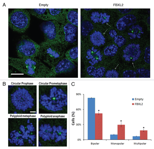 Figure 6 Overexpression of FBXL2 causes centrosomal and mitotic aberrations. (A) MLE cells (2 × 105) were plated for 24 h, then transfected with FBXL2 for additional 24 h. Cells were then immunostained for γ-tubulin and counterstained with DAPI to visualize the nucleus. White arrows represent cells in mitotic arrest where condensed chromosomes are arranged on circular monopolar spindles. Specific chromosomal anomalies are presented in (B). (C) 100 cells from three individual experiments were counted from experiments in (A) for abnormal centrosomal phenotypes and are presented graphically. *p < 0.05 vs. empty.