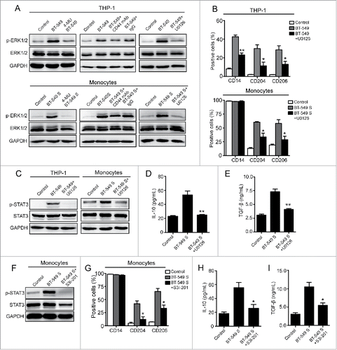 Figure 7. ERK1/2-STAT3 pathway is involved in M2 macrophages formation. (A) Western blot analysis of ERK1/2 phosphorylation levels of THP-1 cells and monocytes. (B, G) Flow cytometry analysis showing expression levels of CD14, CD204, and CD206 in THP-1 cells and monocytes. (C, F) Western blot analysis of STAT3 phosphorylation levels of THP-1 cells and monocytes. (D, E, H, I) Levels of IL-10 and TGF-β secreted by monocytes were measured by ELISA assay. The data represented are shown as mean ± s.d. collected from three independent experiments. Student's t-tests were performed to assess statistical significance.*p < 0.05, **p < 0.01, ***p < 0.001 (* VS BT-549 or BT-549S).