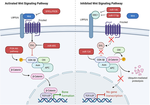 Figure 3 Some target molecules that affect ASFs via Wnt signaling. Downregulation of miR-124 expression enhanced GSK-3β expression, weakened Wnt/β-catenin pathway activity. PGE-2 activated the trimeric G-protein by binding to its EP2 receptor and then activated PI3-kinase, which in turn activated Akt. Then, Akt phosphorylated GSK-3β, leading to the inhibition of its phosphorylation of β-catenin. DVL-2 prevented β-catenin by titrating GSK-3β from Axin complex degradation and was identified as the target of miR-495 and highly expressed in AS. MiR-495 and si-DVL-2 upregulated the expression of β-catenin and downregulated the p-β-catenin level in synovial ASFs. Dickkopf (Dkk) family bind with high affinity to lipoprotein receptor related protein 5/6 (LRP5/6) and thereby directly prevent Wnt binding. MiR-17-5p and miR-146a affect the proliferation and osteogenic potential of ASFs by regulating DKK-1 expression. sFRP3/FRZB (members of the sFRP family) directly bind extracellular Wnt. IL-22 has the capacity to increase the expression of sFRP3/FRZB and thereby inhibit Wnt signaling. Created with Biorender.com.