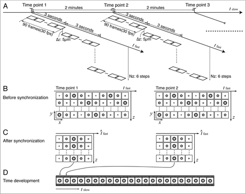 Figure 2 Data acquisition and reconstruction procedure for joint cardiac morphology and function imaging. (A) Time-lapse imaging experiment procedure. (B) Four dimensional image data with dimensions along x, y, z, tfast at each time-point before synchronization, (C) Four dimensional image data (x, y, z, t^fast) after temporal and spatial synchronization, (D) Reconstructed developmental time sequence extending along x, y and tslow.