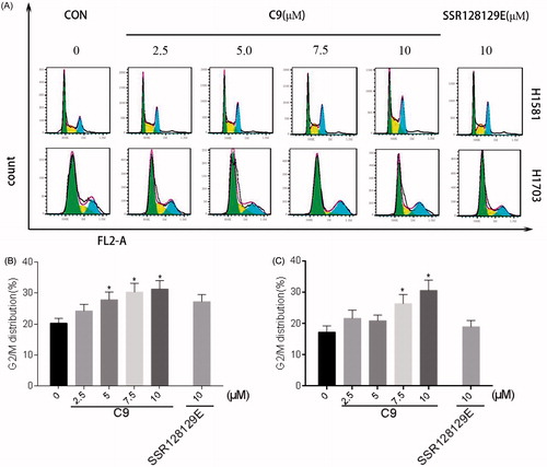 Figure 7. (A) Cell cycle inhibition of NCI-H1581 and NCI-H1703 cells treated with different concentrations of compound C9 and 10 μM of SSR128129E control compound. (B) Cell cycle data analysis of NCI-H1581 cells treated with compound C9. (C) Cell cycle data analysis of NCI-H1703 cells treated with compound C9 (*p < .05).