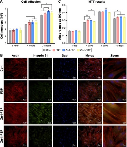 Figure 6 Cell adhesion and proliferation analysis.Notes: (A) Cell counts for each group at 1, 4, and 24 h; *P<0.05. (B) Detection of integrin β1 immunofluorescence and cell spreading after 24 h of culture. Red represents the actin cytoskeleton of BMSCs; green represents integrin β1 expression in BMSCs; and blue represents the nuclei of BMSCs stained with DAPI. (C) MTT assay results. Metabolic activity levels of BMSCs after 1, 4, 7, and 10 days of culture, as determined by MTT assay; *P<0.05, **P<0.01.Abbreviations: Con, control group; BMSCs, bone marrow stromal cells; FSP, friction stir processing; Zn, zinc.