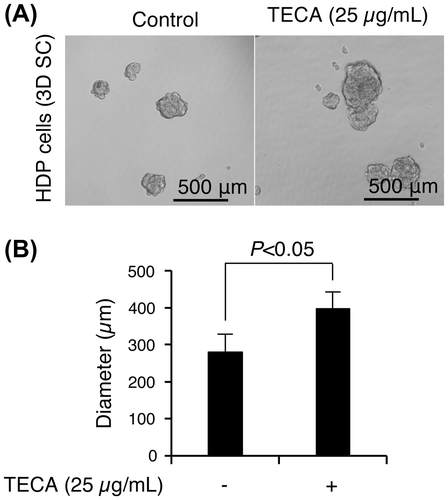 Fig. 2. Comparison of spheroid formation of control and TECA-treated HDP cells.