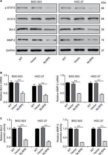 Figure 4 Effects of NLRP6 on STAT3 signaling.Notes: (A) Immunoblot of phosphorylated STAT3, STAT3, Bcl-2, and MMP-2. Blots are representative of three separate experiments. (B) mRNA levels of Bcl-2 and MMP-2 were assessed by qRT-PCR. (C) BGC-823 and HGC-27 cells were transfected with a Bcl-2 or an MMP-2 luciferase reporter plasmid. The cells were then cultured for 48 hours before determination of normalized luciferase activity. WT, wild-type cells; vector, cells stably expressed control vector; NLR6, cells stably expressed NLRP6. ***P<0.001.Abbreviation: qRT, quantitative reverse transcription.