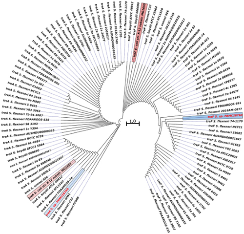 Figure 5. Circular phylogenetic tree based on trehalase genes (treF/treA) sequence in the complete genomes of Shigella strains with reference to the characterized trehalase of E. coli strain K-12 substrain MG165 using a neighbour-joining tree method with 1,000-replicate bootstrap. The pink highlighted boxes represent the characterized trehalase genes (treF and treA), whereas the red text indicates the strain (Shigella sp. PAMC28760) under study.