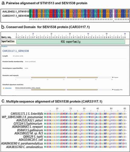 Figure 1. SEN1538 belongs to KGG superfamily of proteins. (a) Pairwise sequence alignment of STM1513 protein (GenBank Accession ID: AAL20432.1) from Salmonella enterica subspecies I serovar Typhimurium str. LT2 and SEN1538 protein (GenBank Accession ID: CAR33117.1) from Salmonella enterica subspecies I serovar Enteritidis str. P125109. (b) Superfamily and conserved domain of SEN1538 protein was screened by using NCBI Conserved Domain Tool and InterProScan5 Sequence Search Tool. (c) Multiple sequence alignment of KGG superfamily of proteins from different bacterial species against SEN1538 protein. Salmonella Enteritidis; Klebsiella pneumoniae, Salmonella Typhimurium; Salmonella Newport; Salmonella Gallinarum; Micromonospora sp. Rc5, Salmonella Typhi; Escherichia coli; Vibrio parahaemolyticus; Citrobacter amalonaticus.