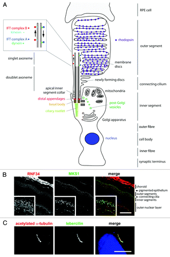 Figure 1. Schematic representation of a rod photoreceptor cell and localization of ciliary proteins.(A) The schematic represents the rod photoreceptor cell outer segment, connecting cilium, inner segment, outer fiber, cell body, inner fiber and synaptic terminus. A number of key components of the ciliary apparatus are color coded and indicated. The IFT complex A (blue) and complex B (red) are represented in the magnified inset. A retinal pigmentary epithelial (RPE) cell is shown in gray at the top. (B) Confocal microscopy images of an immunofluorescent stained P20 mouse retinal cryosection showing the stratified layers of the retina. Cilium transition zone and basal body protein MKS1 is stained in green, and a novel interactant of MKS1, RNF34, is stained in red. These proteins localize to the base of the connecting cilium, as shown by the arrowheads in the enlarged insets. (C) Confocal microscopy image of a human adult retinal pigment epithelium (ARPE19) cell overexpressing enhanced-GFP-tagged lebercilin and immunostained with an antibody against acetylated α tubulin, which marks the axoneme of the cilium. Lebercilin can be seen in a punctuate pattern along the axoneme. Scale bar = 10μm.