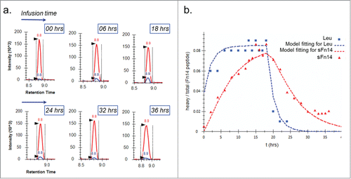 Figure 3. Pulse-chase experiment for determining serum turnover rate of sFn14. a: Chromatograms at selected time points showing the growth and decay of the newly synthesized peptide (blue) ratio to light peptide (red). b: The enrichment of heavy leucine (▪) and heavy sFn14 peptide (▴) in human serum and the corresponding fitted curves. The graph is from one representative subject. Accordingly, the calculated average half-life of sFn14 was 5 ± 0.5 hours in three human subjects.