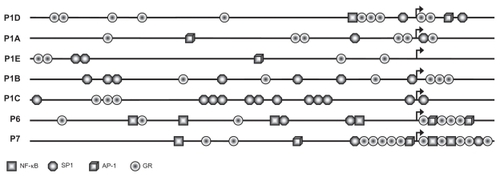 Figure 3 Annotation of the hIL-1R1 promoter sequences by in silico analysis. Arrows indicate the positions of the TSSs. The core promoter regions containing 500 bp upstream and 100 bp downstream sequence are shown. SP1, NF-κB, AP 1, and GR sites are shown. All indicated sites contain the transcription factor binding sites with 100% sequence homology to the corresponding consensus sequences.Abbreviations: TSS, transcription start sites; GR, glucocorticoid receptor.