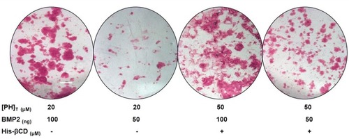 Figure 12 The effect of His-βCD-PH inclusion complex and reduced BMP consumption on bone matrix mineralization obtained by Alizarin-red staining. Scale bar: 100 μm. Data are expressed as the mean ± S.D. (n = 3).