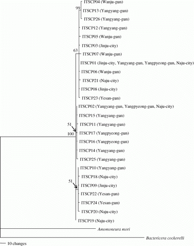 Figure 2.  Phylogenetic analysis among 26 ITS2 sequence types of of C. pyricola. The single-most parsimonious tree (tree length = 651, consistent index = 0.972, retention index = 0.895, homoplasy index = 0.028) was obtained from an unweighted parsimony analysis. The numbers on the branches represent bootstrap values of 1000 replications. The sequences of one within-superfamilial species, Bactericera cockerelli (GenBank accession number GQ249868.1) and one within-familial species, Anomoneura mori, sequenced for this study were used as outgroups. Parentheses indicate the locality name from which the particular sequence type was obtained.