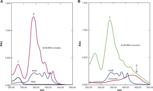 Figure 3 Ultraviolet-visible spectral analysis of AmB, curcumin, BSA, AmB–BSA complex, and AmB–BSA-curcumin complex. A) Spectra of the AmB–BSA complex showing a blue-shift from 340 nm to 335 nm compared with free AmB. A hyperchromic peak (peak 2) at 335 nm was observed.Citation7 Peak 1 represents the absorbance peak of albumin. B) Spectra of the AmB-BSA-curcumin complex showing a hyperchromic peak at 335 nm (peak 1). In addition, there is a broad shoulder around 450 nm indicating the presence of curcumin (peak 2).
