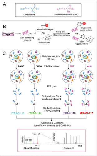 Figure 1. Workflow for AHA-labeling of de novo protein synthesis in autophagy. (A) Structure of L-azidohomoalanine (AHA), an analog of methionine with an azide tag. (B) AHA, which can be tagged with a fluorophore- or biotin alkyne, is used for labeling, detection and identification of newly synthesized proteins. (C) General workflow for the combined BONCAT-iTRAQ approach to detect de novo proteins synthesized during autophagy. HeLa cells were labeled with AHA (50 µM) or DMSO in amino acid-free medium for 2 h. The newly synthesized proteins were enriched by affinity isolation, labeled with isobaric tags and analyzed by LC-MS/MS.