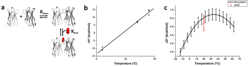 Figure 4. Thermodynamic model and temperature profile for anti-caffeine VHH dimer dissociation. (a) Linked thermodynamic model consisting of dimerization, Kdimer, followed by caffeine binding to the VHH dimer species, Kbind. (b) Plot of ΔH°obs as a function of temperature for VHH:VHH dissociation. (c) Plot of ΔG°obs as a function of temperature for VHH:VHH dissociation based on obtained dimer dissociation thermodynamic parameters. Includes data from AUC experiments at 20° for comparison. Error bars represent 95% confidence intervals. Note: Thermodynamic terms for ΔH°obs and ΔG°obs presented in panels B and C represent the dimer dissociation reaction, which is the opposite direction of Kdimer presented in panel A.