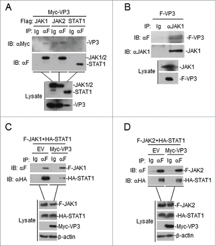 Figure 5. FMDV VP3 interacts with JAK1 and JAK2. (A) Interaction between FMDV VP3 and JAK1 or JAK2 in a mammalian overexpression system. The HEK293T cells (2×106) were co-transfected with 4 μg of the FMDV Myc-Vp3 plasmid and plasmids expressing Flag-JAK1 (8 μg), Flag-JAK2 (8 μg) or Flag-STAT1 (5 μg). Co-immunoprecipitation was performed with anti-Flag (F) or control IgG (lg) antibodies. Immunoblotting analysis was performed with anti-Myc-HRP (αMyc) (upper panels). The expression levels of the proteins were analyzed via immunoblotting analysis of the lysates with antibodies specific for Flag and Myc (lower panels). (B) FMDV VP3 interacts with endogenous JAK1. The HEK293T cells (1.6×107) were co-transfected with 20 μg of the FMDV Flag-VP3 (F-VP3) plasmid for 24 hours. Co-immunoprecipitation was then performed with anti-JAK1 or control IgG (lg) antibodies. Immunoblotting analysis was performed with anti-JAK1 or anti-Flag-HRP (αF) (upper panels) antibodies. The expression levels of the proteins were analyzed via immunoblotting analysis of the lysates with anti-JAK1 and anti-Flag (lower panels). (C) VP3 affects JAK1-STAT1 interactions. HEK293T cells were transfected with plasmids encoding Myc-VP3 (4 μg), Flag-JAK1 (8 μg), and HA-STAT1 (5 μg) for 24 h. Co-immunoprecipitation was then performed with anti-Flag (F) or control IgG (lg) antibodies. Immunoblotting analysis was performed with anti-HA or anti-Flag (upper panels) antibodies. The expression levels of the proteins were analyzed via immunoblotting analysis of the lysates with anti-Flag, anti-HA, and anti-Myc (lower panels). (D) VP3 does not affect JAK2-STAT1 interactions. The experiments were performed as described in C.