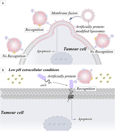 Figure 5 Schematic representation of the mechanism for addressing targeting challenges by artificially modifying proteins on the surface of tumor cells. (a) An approach for the precise identification and destruction of tumor cells based on the ability of liposomes to fuse cell membranes and the coating of tumor cells with artificial proteins. (b) A technique to altering tumor cell surface proteins for specific identification and death of tumor cells is reported, based on the premise that pHLIPs can be integrated into cells in an acidic environment generated by tumor cells.