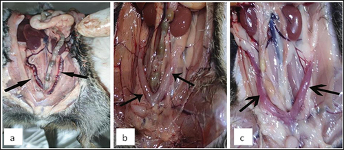 Figure 10. Photographs showing the morphological structure of uteri of female Nile grass rats. (a): normal uterus with high blood supply (arrows), (b) uterus of quinestrol-treated females with marked edema (arrows), (c) uterus of quinestrol-treated females with remarkable erythema (arrows).