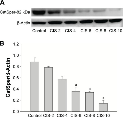 Figure 2 Effect of cisplatin on epididymal sperm.