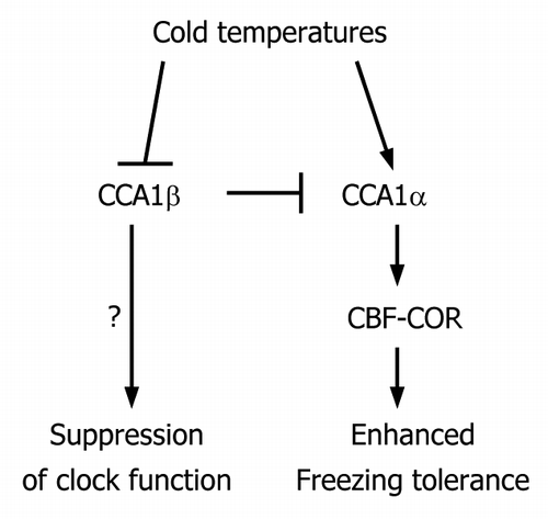 Figure 1. Schematic model depicting the linkage between the clock and cold response. The CCA1 gene is alternatively spliced to produce two splice variants, CCA1α and CCA1β. Balanced CCA1 alternative splicing is physiologically important for the clock function under normal conditions. Under cold conditions, the CCA1 alternative splicing is suppressed, resulting in the reduction of CCA1β. As a result, the clock is suppressed, although underlying molecular mechanisms are not fully understood, and freezing tolerance is enhanced because of the elevation of CCA1α activity that induces expression of CBF genes. Therefore, the self-regulatory circuit of CCA1 underlies the signaling linkage between the clock function and cold response, which contributes to plant survival at low temperatures.