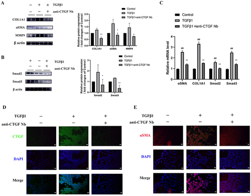 Figure 4 Effects of anti-CTGF Nb on the activation of LX-2 cells and fibrogenesis. (A and B) Western blot analysis for αSMA, COL1A1, MMP9, Smad2, and Smad3 in LX-2 cells; β-actin as loading control. (C) The mRNA levels of αSMA, COL1A1, Smad2, Smad3 were detected by qRT-PCR. Results were normalized to the GAPDH mRNA and expressed as fold change compared to control group. (D) Representative immunofluorescence staining of CTGF (green). Nuclei were stained with 4’, 6-diamidino-2-phenylindole (DAPI) (blue). Scale bars: 50 μm. (E) Representative immunofluorescence staining of αSMA (red). Nuclei were stained with DAPI (blue). Scale bars: 50 μm. ##p < 0.01 vs the control group; *p < 0.05, **p < 0.01 vs the TGFβ1 group.