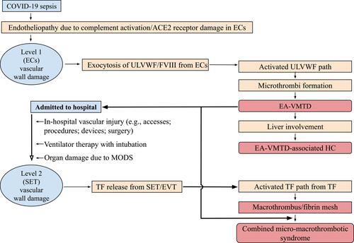 Figure 6 Proposed pathogenesis of thrombotic and coagulopathic syndromes observed in COVID-19.