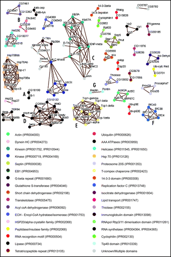 Figure 1 (See page 48) Network diagram showing MAPs with aligned sequences. All reciprocally aligned proteins sequences are visualised by way of this network diagram using Osprey version 1.0.1.Citation29 Nodes represent proteins while edges indicate the reciprocal alignment with e-value less than 1E-03. Domains and family groups are identified as InterPro codesCitation30 and all relevant protein domains are listed for each protein (Table S1). Functional domains and families of each protein are indicated by the node coloring defined by the key.